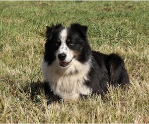 Australian Shepherd Puppy for sale in HEDRICK, IA, USA
