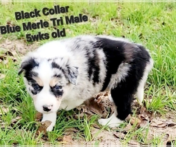 Medium Photo #7 Border Collie Puppy For Sale in ELMENDORF, TX, USA