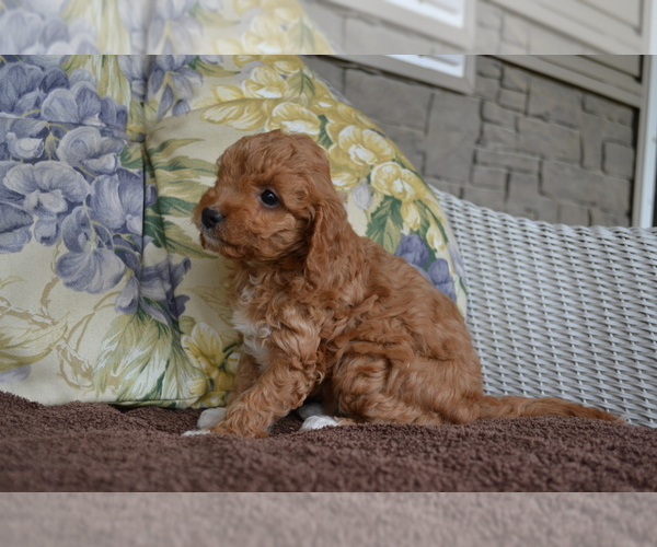 Medium Photo #8 Cavapoo Puppy For Sale in GREENWOOD, WI, USA
