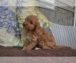 Small Photo #12 Cavapoo Puppy For Sale in GREENWOOD, WI, USA