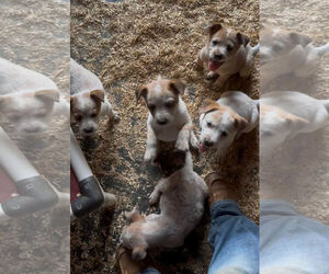 Mutt Dogs for adoption in Mouth Of Wilson, VA, USA