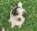 Small #2 Miniature Bernedoodle