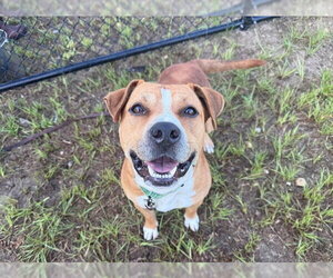 ANDY - Male American Staffordshire Terrier Dog for Adoption - Photo #2