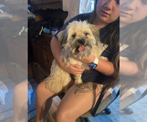 Father of the Chonzer-Pomeranian Mix puppies born on 07/24/2025