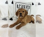 Small #2 Golden Retriever