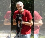 Small #13 German Shepherd Dog