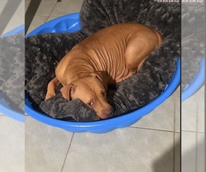 Mother of the American Pit Bull Terrier puppies born on 07/25/2026