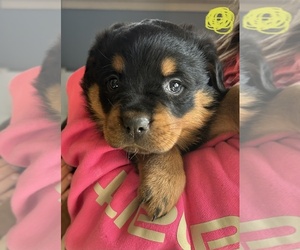 Rottweiler Puppy for sale in ALBION, MI, USA