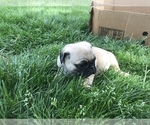 Small Photo #11 Pug Puppy For Sale in DAYTON, VA, USA