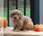 Small Photo #3 Goldendoodle-Poodle (Miniature) Mix Puppy For Sale in NEWMANSTOWN, PA, USA