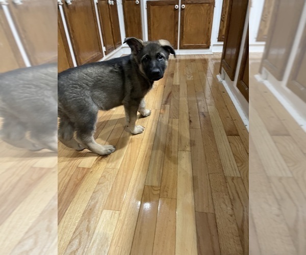 Medium Photo #1 German Shepherd Dog Puppy For Sale in MADISON HEIGHTS, VA, USA
