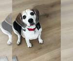 Small #3 Beagle