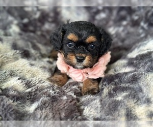 Cavapoo Puppy for sale in CAMPBELLSVILLE, KY, USA