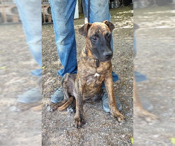 Medium Photo #2 Mutt Puppy For Sale in Golden Valley, AZ, USA