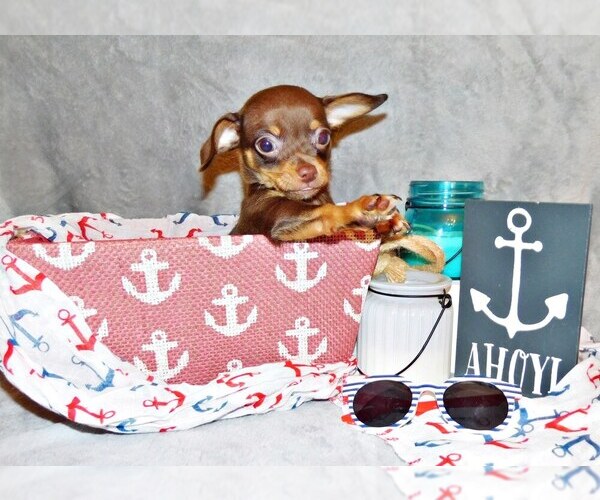 Medium Photo #1 Chihuahua Puppy For Sale in CHARLESTON, AR, USA