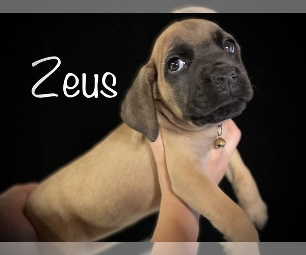 Medium Photo #5 Cane Corso Puppy For Sale in SPRING, TX, USA