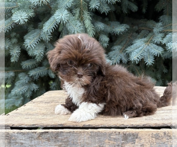 Medium Photo #4 Shih Tzu Puppy For Sale in MIDDLEBURY, IN, USA