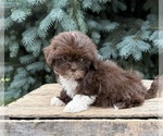 Small #3 Shih Tzu