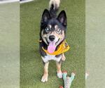 Small #1 Siberian Husky