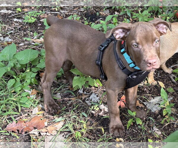 Medium Photo #4 American Staffordshire Terrier-Labrador Retriever Mix Puppy For Sale in Princeton, MN, USA