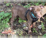 Small #3 American Staffordshire Terrier-Labrador Retriever Mix