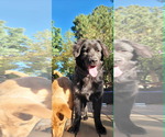 Small #7 Australian Shepherd Mix