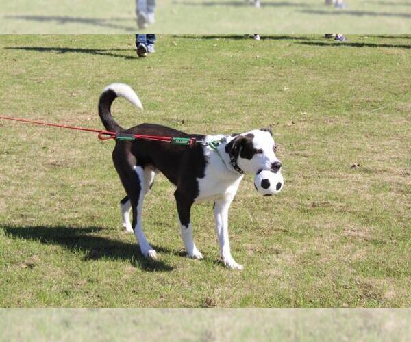 Medium Photo #10 Borador Puppy For Sale in The Woodlands, TX, USA