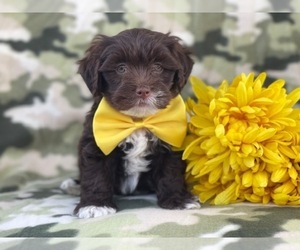 Lhasa-Poo Puppy for sale in LAKELAND, FL, USA
