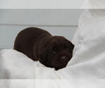 Small #4 Labrador Retriever
