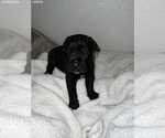 Small Photo #15 Cane Corso Puppy For Sale in TRACY, CA, USA