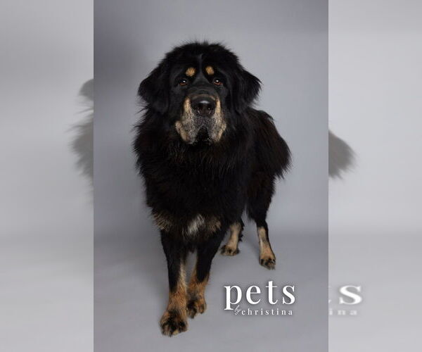 Medium Photo #7 Tibetan Mastiff Puppy For Sale in Foristell, MO, USA