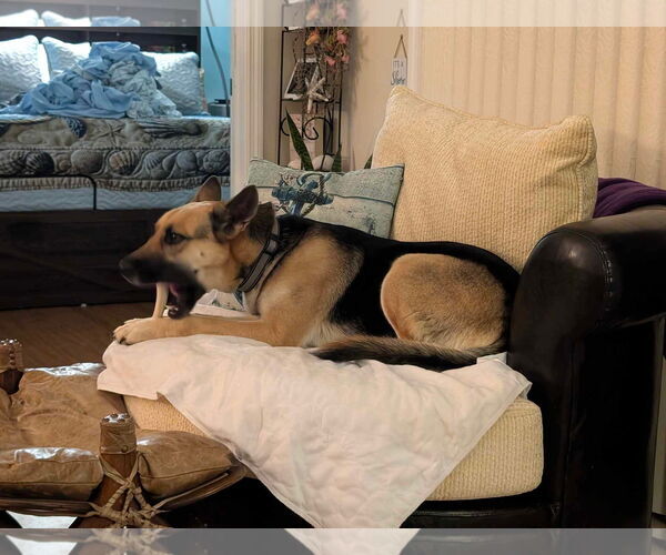 Medium Photo #6 German Shepherd Dog Puppy For Sale in Plantation, FL, USA