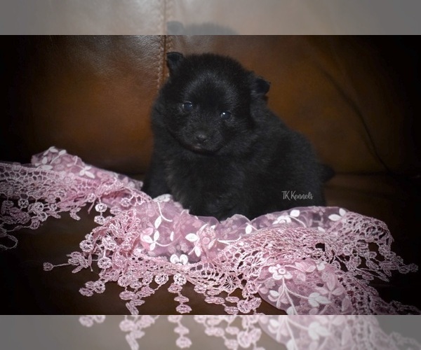 Medium Photo #4 Pomeranian Puppy For Sale in GRAYSON, LA, USA