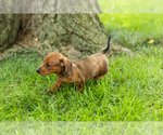 Small #4 Dachshund