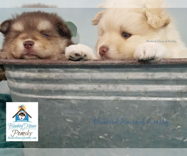 Medium Photo #16 Pomeranian-Pomsky Mix Puppy For Sale in RAMSEY, MN, USA