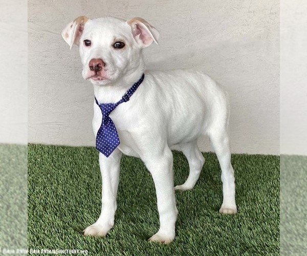 Medium Photo #4 Boxador Puppy For Sale in San Diego, CA, USA