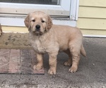 Small Photo #16 Golden Retriever Puppy For Sale in ELKHART, IN, USA