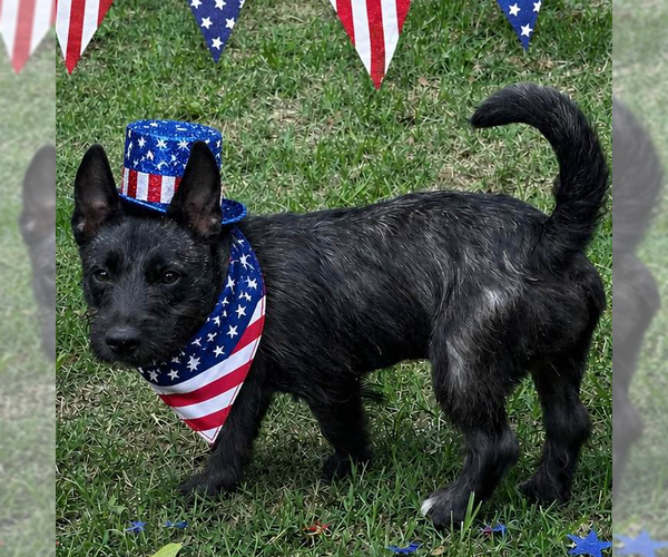 Medium Photo #2 Mutt Puppy For Sale in Yardley, PA, USA