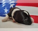 Small Photo #97 Border Collie Puppy For Sale in NORBORNE, MO, USA