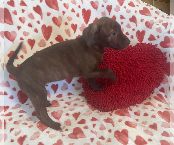 Medium Photo #4 Labrador Retriever-Unknown Mix Puppy For Sale in Germantown, OH, USA