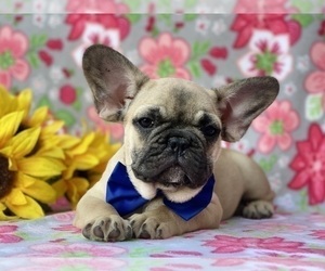 Medium French Bulldog