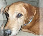 Small Labrador Retriever Mix