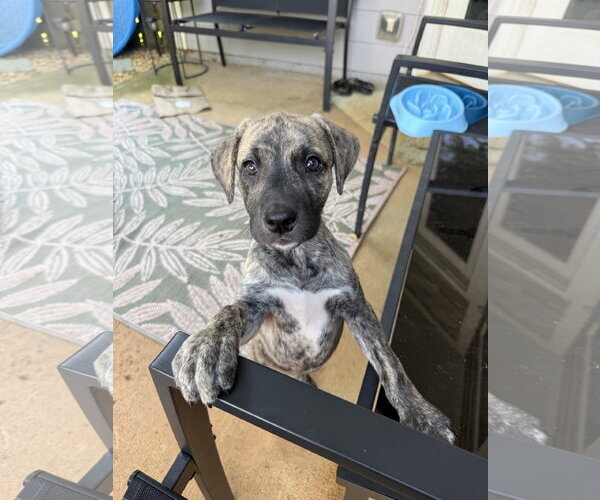 Medium Photo #3 Black Mouth Cur-Unknown Mix Puppy For Sale in Ball Ground, GA, USA