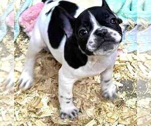 French Bulldog Puppy for sale in ALMA, MI, USA