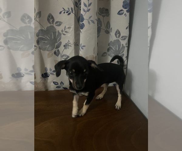 Medium Photo #3 Chihuahua Puppy For Sale in DURHAM, CT, USA