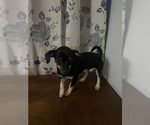 Small #2 Chihuahua