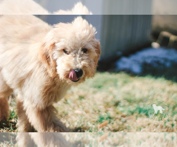 Medium Photo #29 Goldendoodle Puppy For Sale in CARLOCK, IL, USA