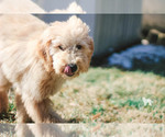 Small Photo #29 Goldendoodle Puppy For Sale in CARLOCK, IL, USA