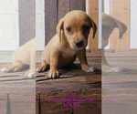 Puppy Rita Goldendoodle (Miniature)