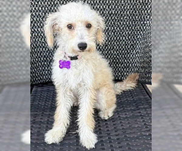 Medium Photo #2 Poodle (Miniature)-Unknown Mix Puppy For Sale in Corona, CA, USA